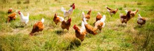 'Poule-emploi' : devenez éleveur de poules avec Cocorette