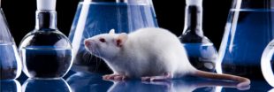 Tests sur animaux en Grande-Bretagne : un laboratoire réprimandé pour avoir élevé trop de souris