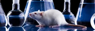 Tests sur animaux en Grande-Bretagne : un laboratoire réprimandé pour avoir élevé trop de souris Tests sur animaux en Grande-Bretagne : un laboratoire réprimandé pour avoir élevé trop de souris