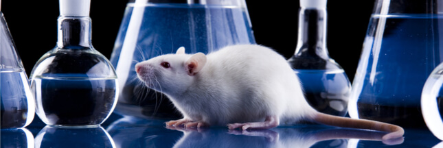 Tests sur animaux en Grande-Bretagne : un laboratoire réprimandé pour avoir élevé trop de souris