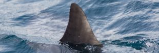 En Australie, les filets anti-requins tuent plus d'espèces menacées que de requins