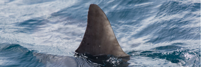 En Australie, les filets anti-requins tuent plus d’espèces menacées que de requins
