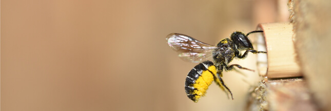 BeeHome : sauvez la biodiversité en adoptant des abeilles