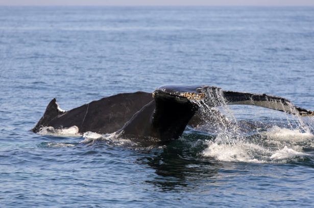 baleines noires