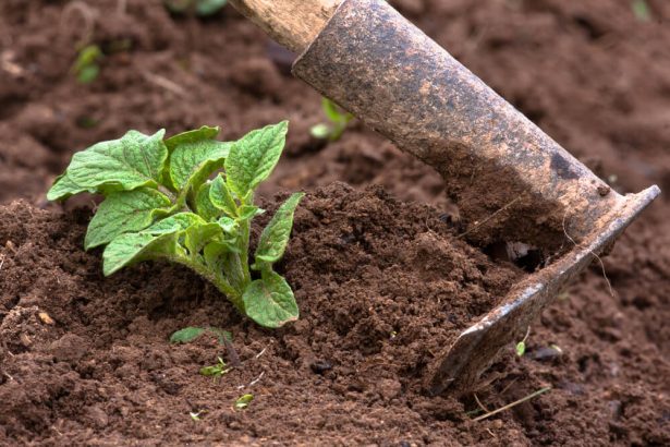 planter des pommes de terre