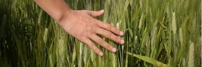 Règles pour l’alimentation bio : fini le diktat des firmes sur les semences paysannes !