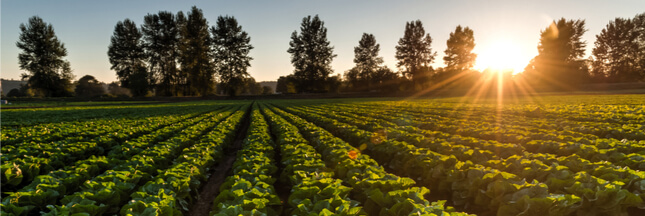 Des solutions pour un avenir sans engrais ni pesticides