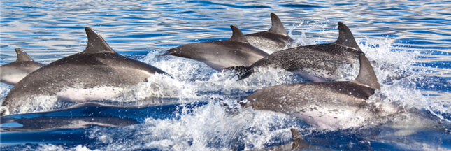 Les dauphins de la Méditerranée obligés de voler les pêcheurs pour se nourrir