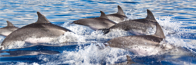 dauphins méditerranée