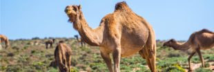 Le retour de la maladie de la vache folle... chez les dromadaires !