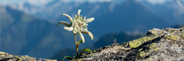 edelweiss, fleurs, plantes montagne