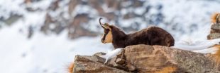 Les animaux sauvages des régions alpines décimés par l'hiver