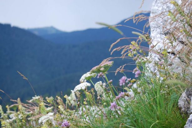 Fleurs , plantes montagne