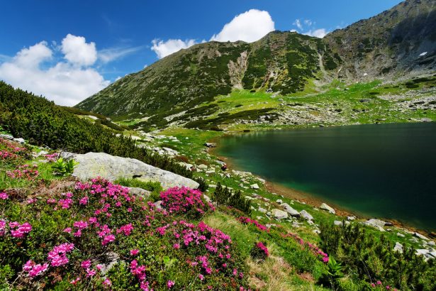 fleurs, plantes montagne