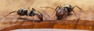 Sondage - Des fourmis chez vous ? Quelles sont vos astuces pour les repousser ?