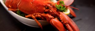 Crustacés : une empreinte carbone très importante