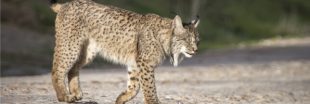 Espagne : 50.000 lapins relâchés en cinq ans pour sauver le lynx ibérique