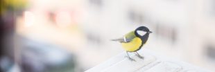 Les oiseaux des villes plus agressifs que les oiseaux des campagnes