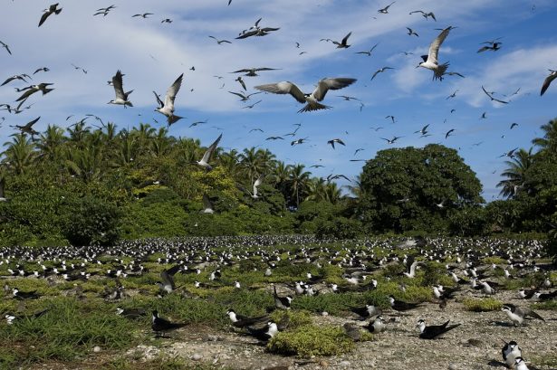 moustique-tigre , oiseaux marins