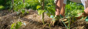 La permaculture au quotidien : la vie comme un écosystème