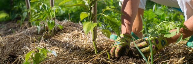 La permaculture au quotidien : la vie comme un écosystème