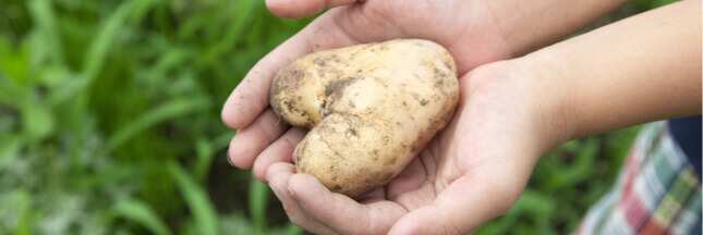 Jardinage à faire en avril : planter des pommes de terre Planter-des-pommes-de-terre_shutterstock_191631500_ban