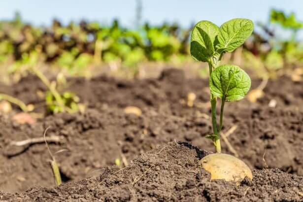 Guide complet : Planter ses Pommes de terre