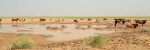 Le Sahara s'avance toujours plus loin et plus vite