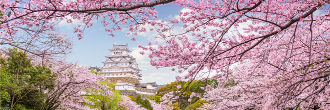 Les cerisiers du Japon fleuriront-ils bientôt deux fois par an ?