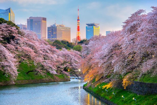 Sakura Tokyo