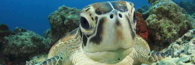 Australie : le gouvernement autorise la pêche industrielle dans ses réserves marines !