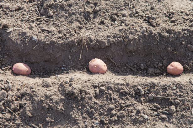 planter des pommes de terre