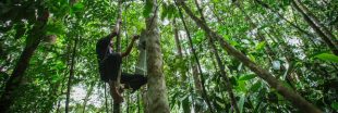 Rainforest Connection : des téléphones dans les arbres pour lutter contre la déforestation