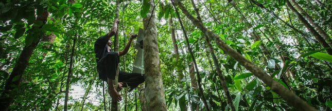 Rainforest Connection : des téléphones dans les arbres pour lutter contre la déforestation