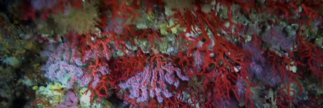 Le corail rouge en danger au large de la Catalogne