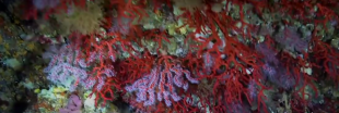 Le corail rouge en danger au large de la Catalogne