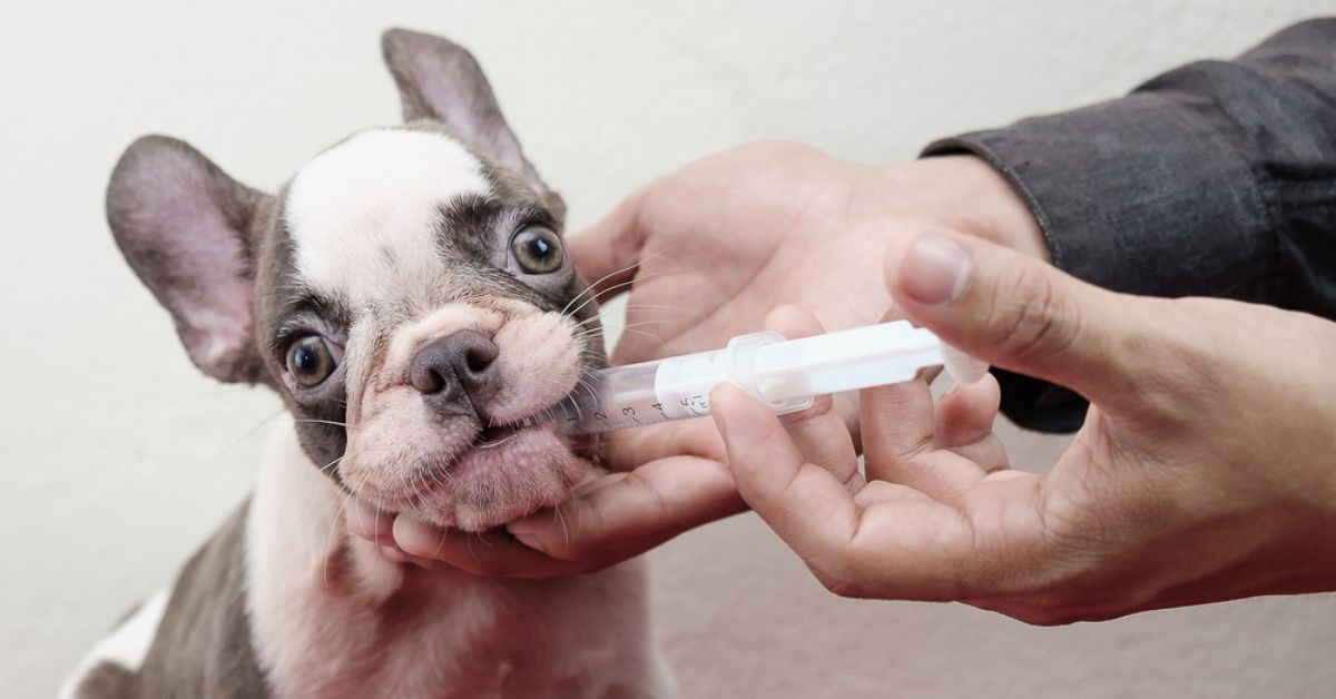 Soigner ses animaux avec de l'argent colloïdal : le remède naturel à connaître