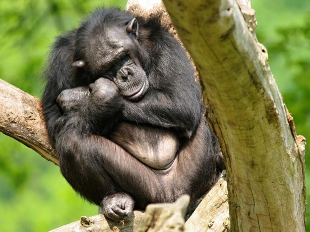 chimpanzé endormi