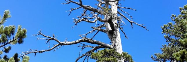 L’arbre le plus vieux d’Europe pousse en Italie