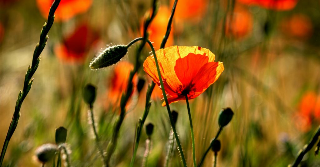 Journée internationale de la biodiversité : en mai, fêtez la nature !