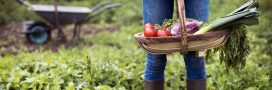 Association de plantes : les légumes du jardin