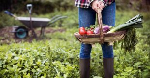 Association de plantes : les légumes du jardin
