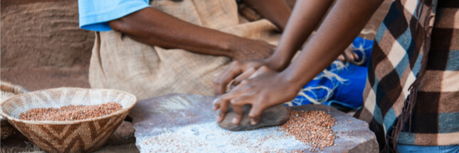 Millet et sorgho, des aliments pour la sécurité alimentaire des zones semi-arides