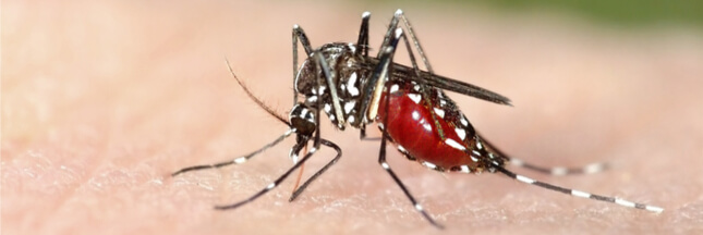 Véritable aspirateur à moustiques tigres, Qista : l’alternative à l’épandage chimique