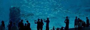 Nausicaá : portrait des animaux du plus grand aquarium d'Europe