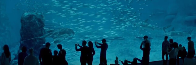 Nausicaá : portrait des animaux du plus grand aquarium d’Europe