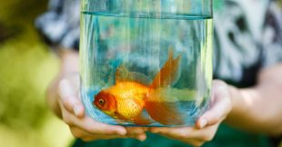 Pourquoi détenir un poisson rouge dans un bocal est inhumain