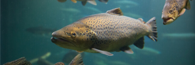 Les poux de mer, la malédiction des saumons