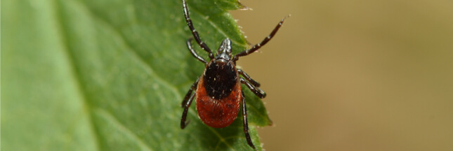 maladie lyme diagnostic, tique