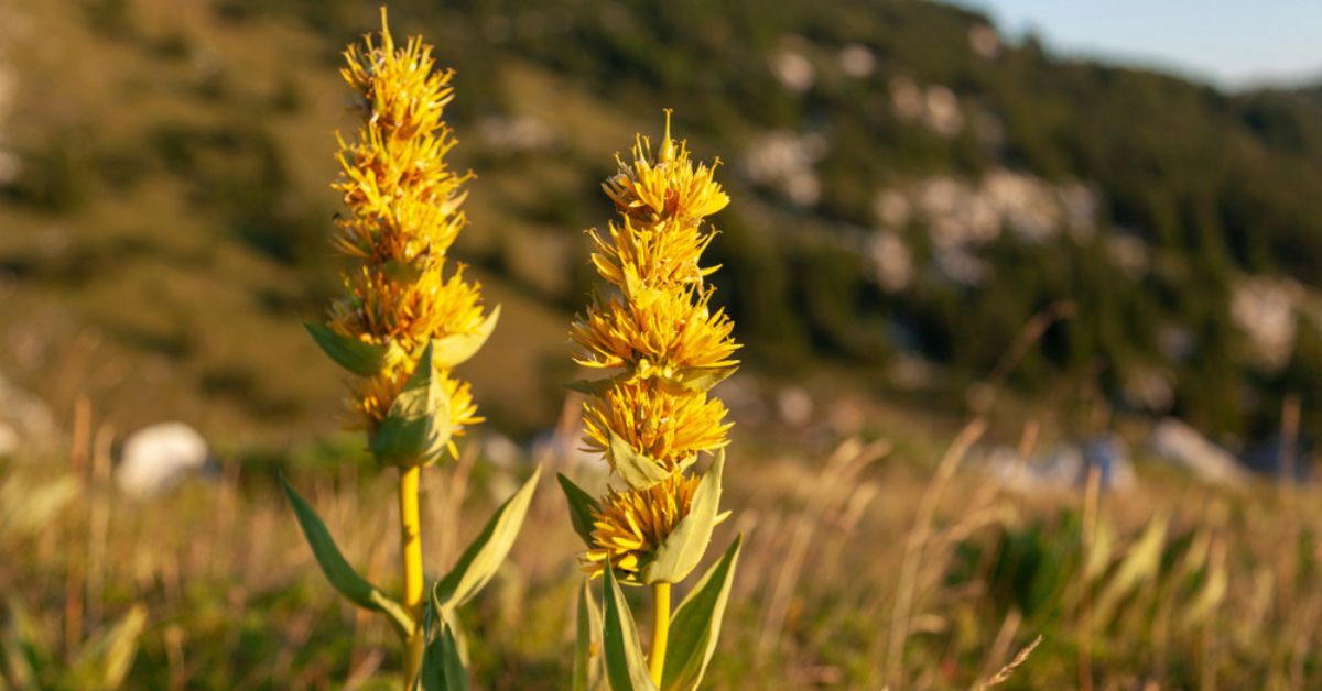 Recette apéritif : 4 vins naturels maison aux plantes médicinales